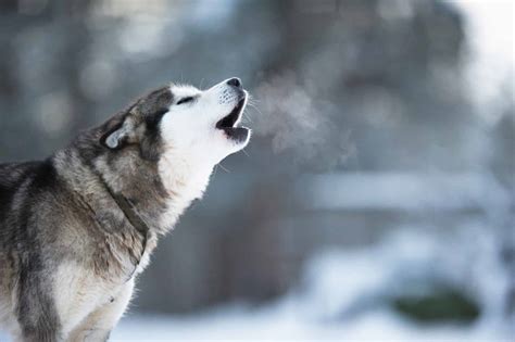 Dog howling - Nov 7, 2022 ... When you howl and your dog responds with the same, it could be a form of bonding. In addition to being close to you, your dog may often want to ...
